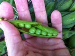 peas